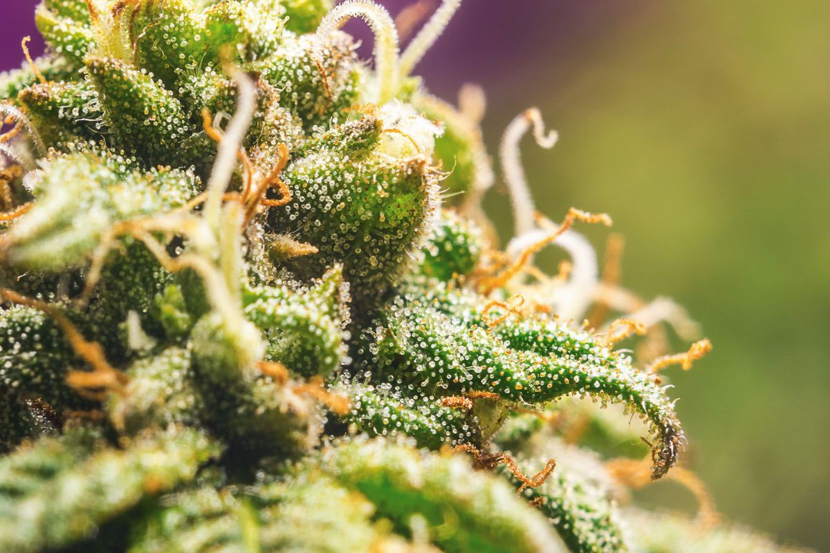 Blueberry Cookies Strain - Everything You Need To Know