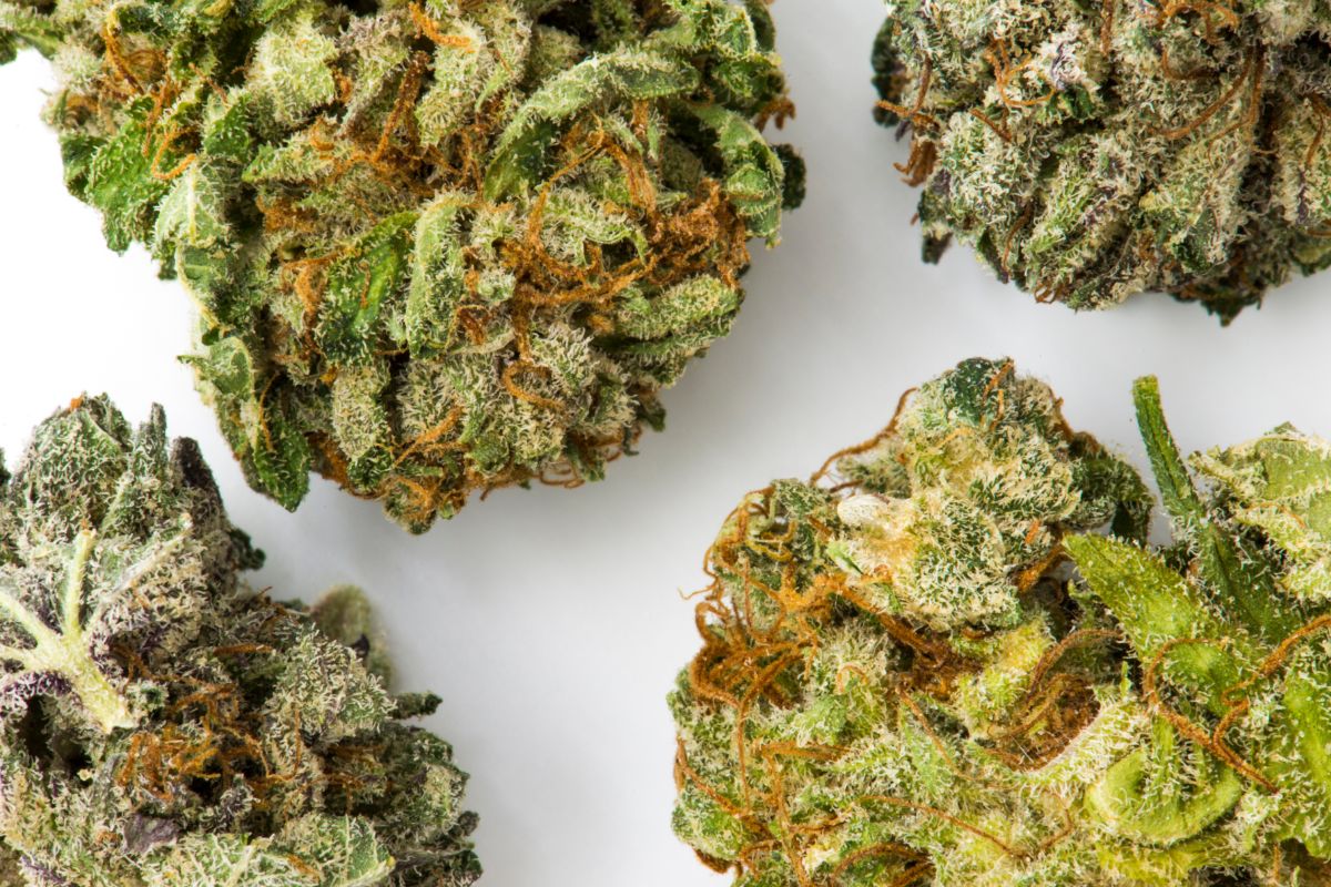 Donny Burger Strain - Everything You Need To Know
