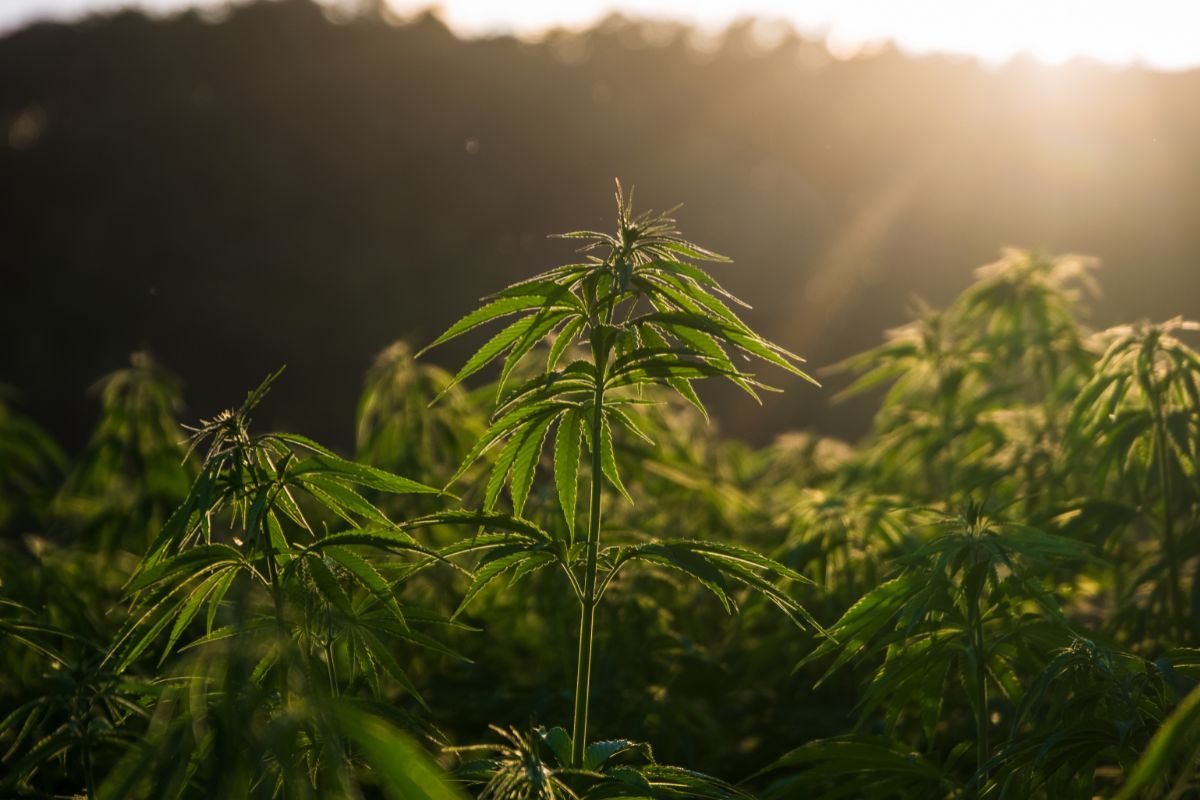 How Is Hybrid Cannabis Made?