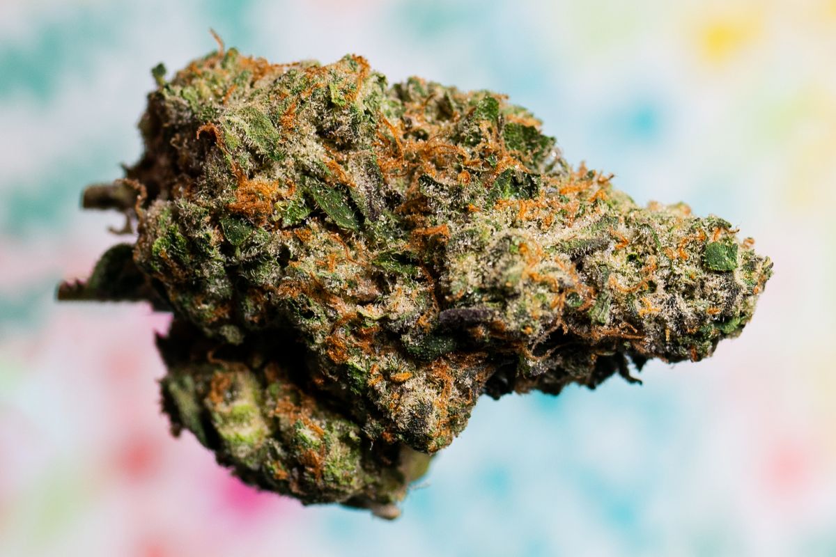 Jet Fuel Gelato Strain - Everything You Need To Know