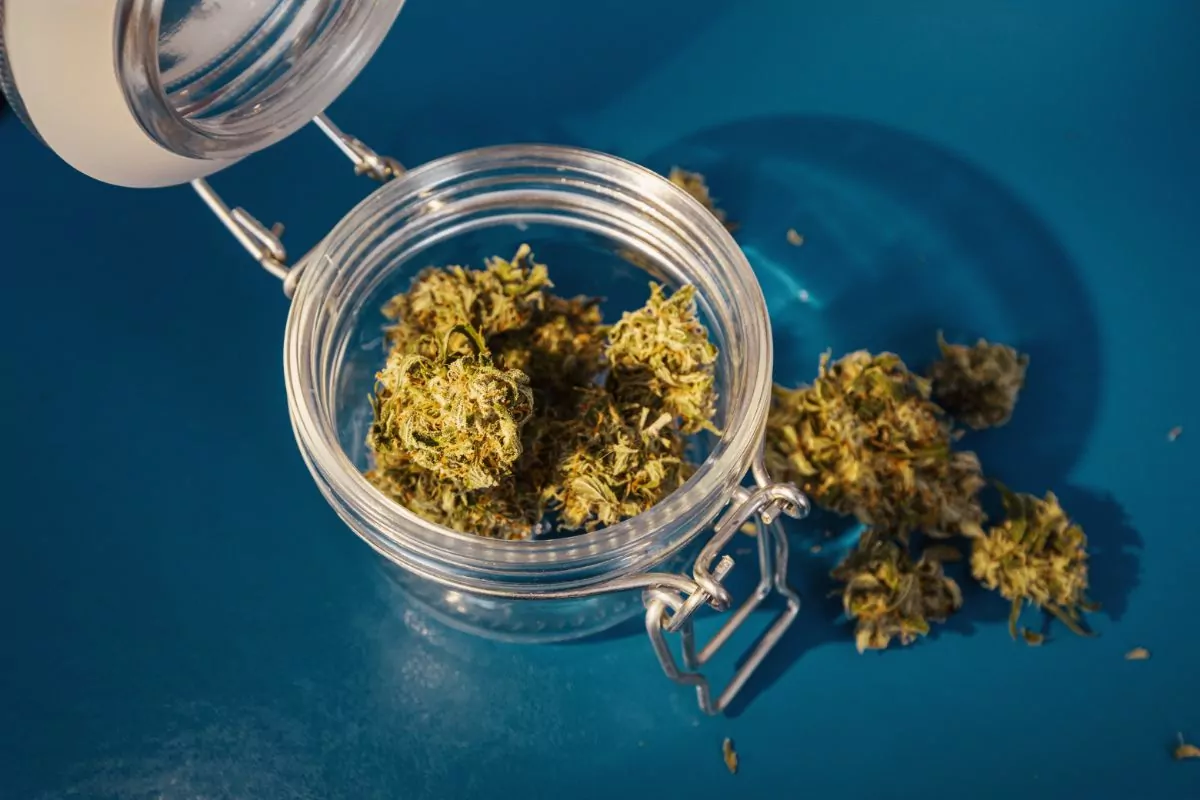 Gumbo Strain - Everything You Need To Know
