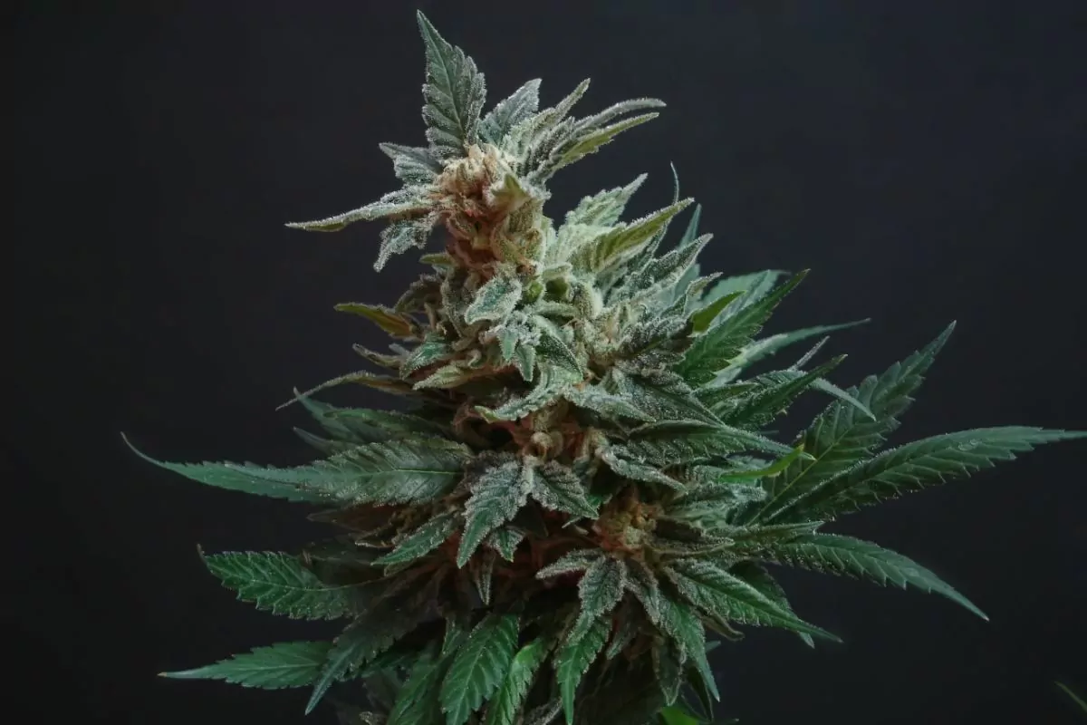 Member Berry Strain - Everything You Need To Know